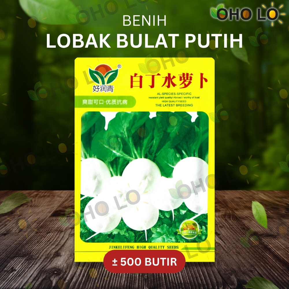 ± 500 BUTIR BENIH LOBAK BULAT PUTIH IMPORT KEMASAN ORIGINAL PABRIK