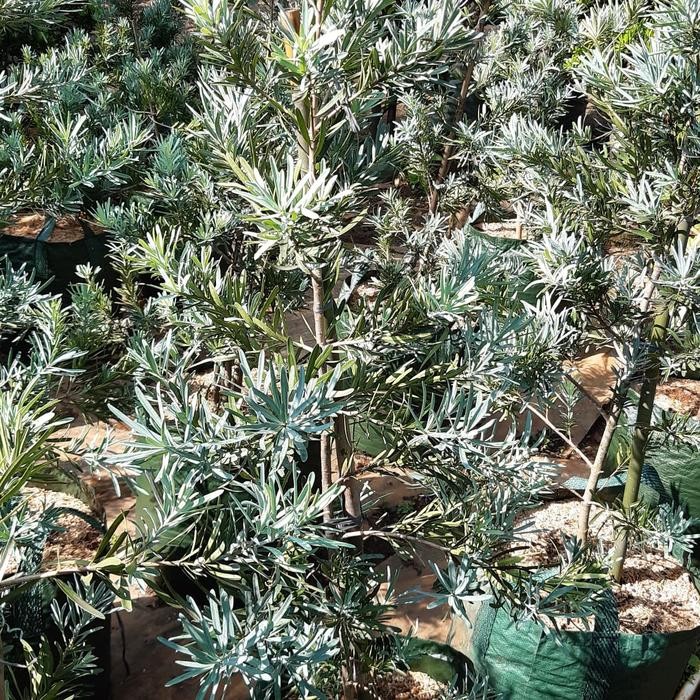Tanaman hias Lohansung daun silver 80-100cm