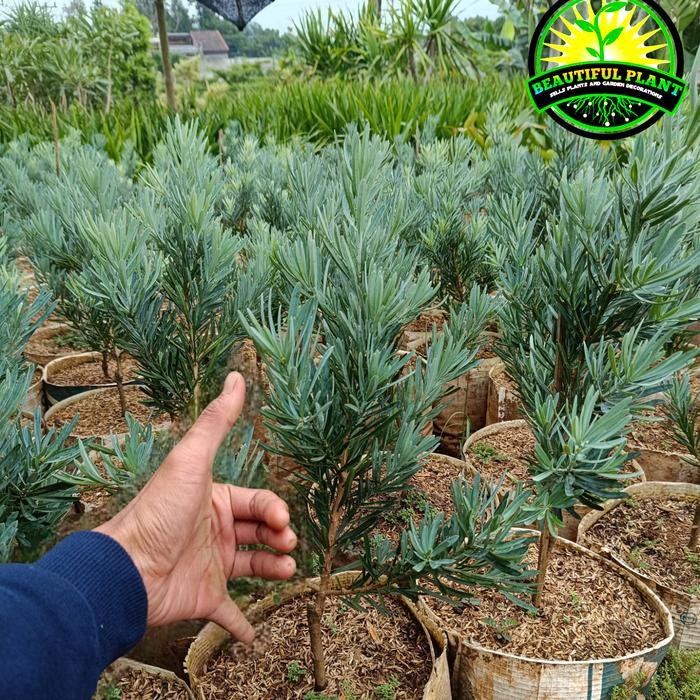 Lohansung Blue Ice Silver - Bibit Lohansung Blue Ice Silver Real pict