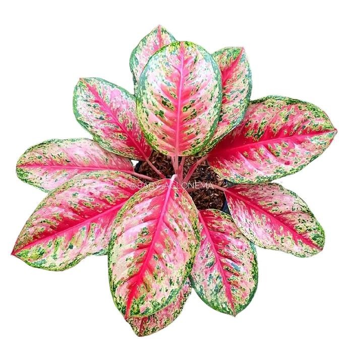 Tanaman Hias Aglonema Sweet Dream - Aglonema Sweet Dream