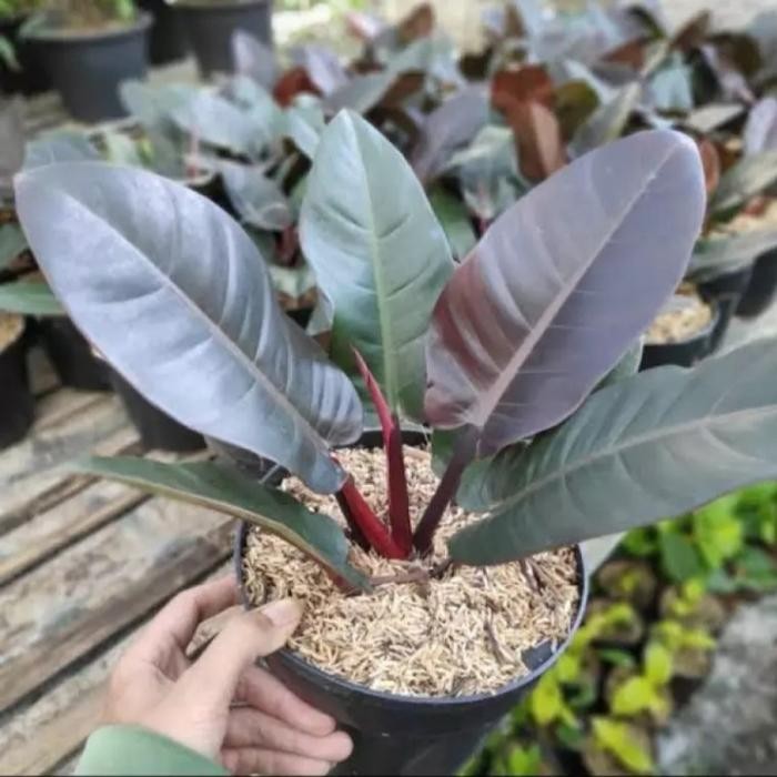Tanaman hias Philodendron Black kardinal,philo black kardinal