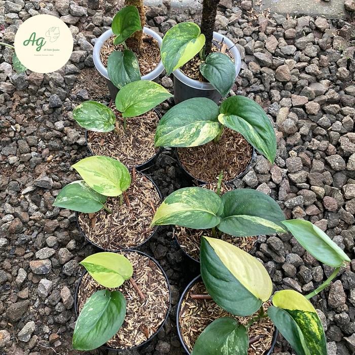 scindapsus jade satin variegata