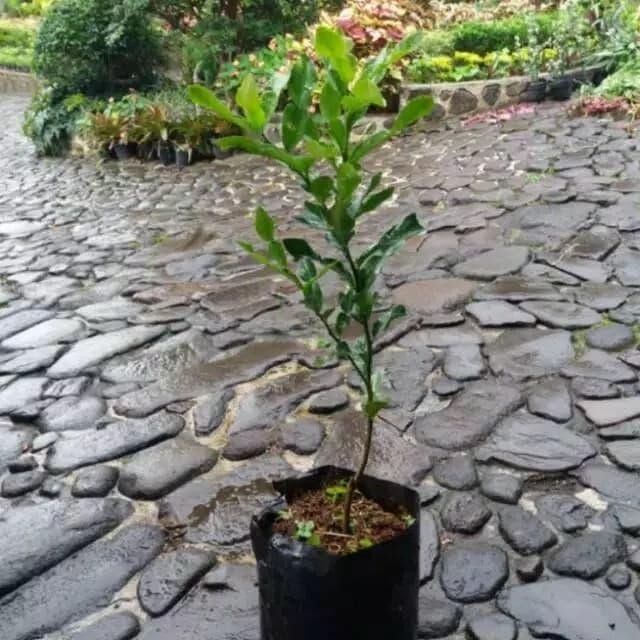 Tanaman Jeruk purut besar tinggi