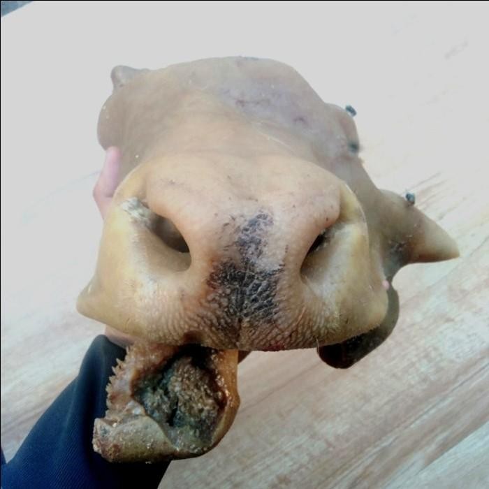 

(Expert) Cingur sapi Daging Kandang