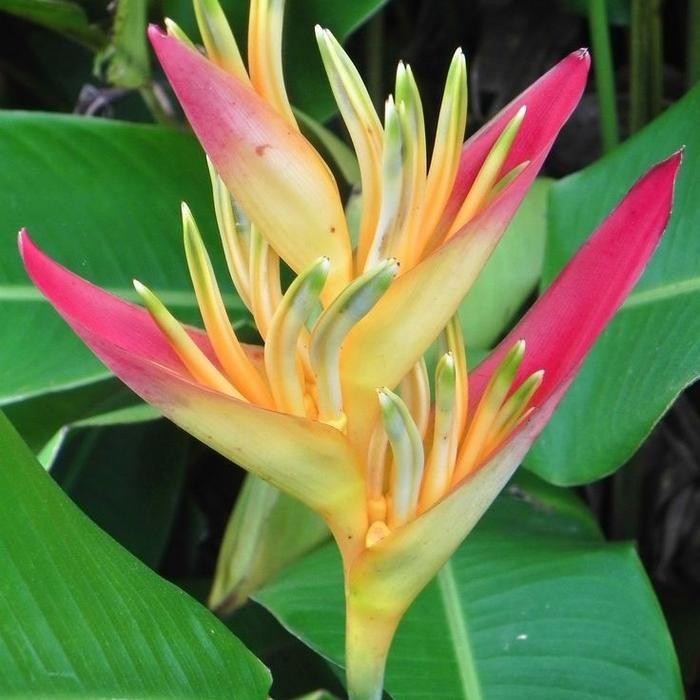 Terlaris Paket (10Btg) Heliconia Thaii/Heliconia Golden Touch