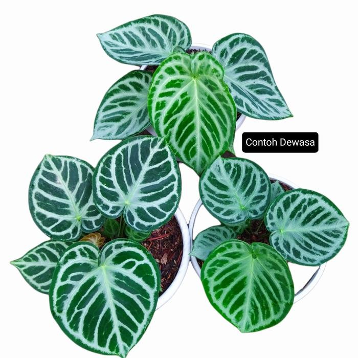 Terlaris Bibit Tanaman Hias Anturium Kuping Gajah Silver Blush X Domino Mangkok