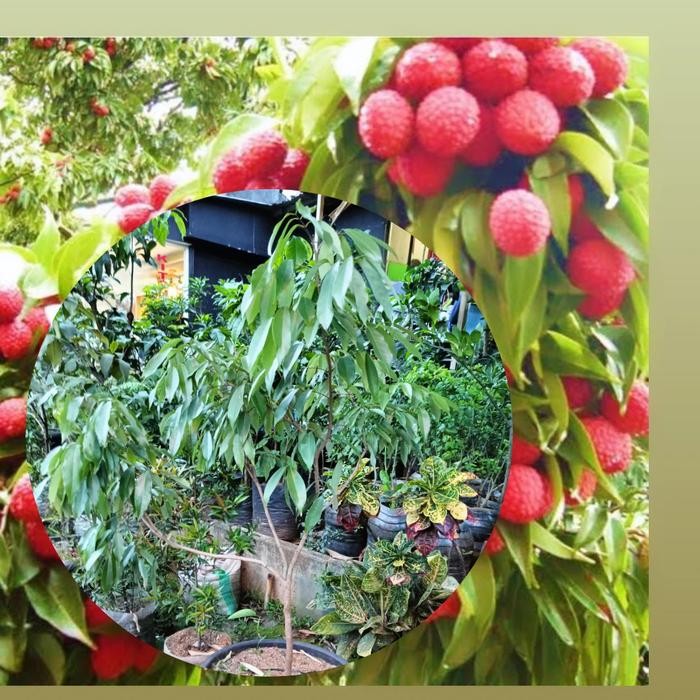Terlaris Bibit Buah Leci Pohon Leci Tanaman Leci Hasil Cangkok