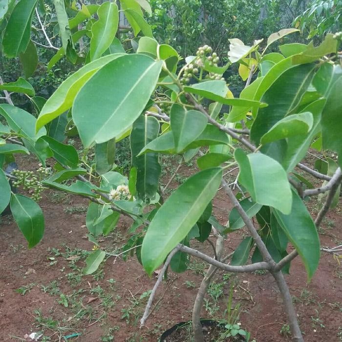 Terlaris Jamblang(Juwet)Berbuah/Berbunga
