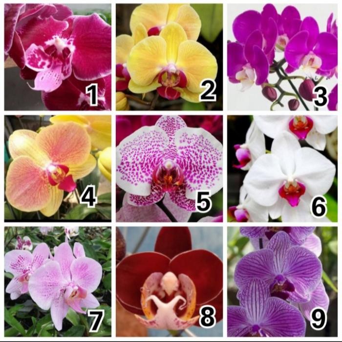 Terlaris Paket Anggrek Bulan