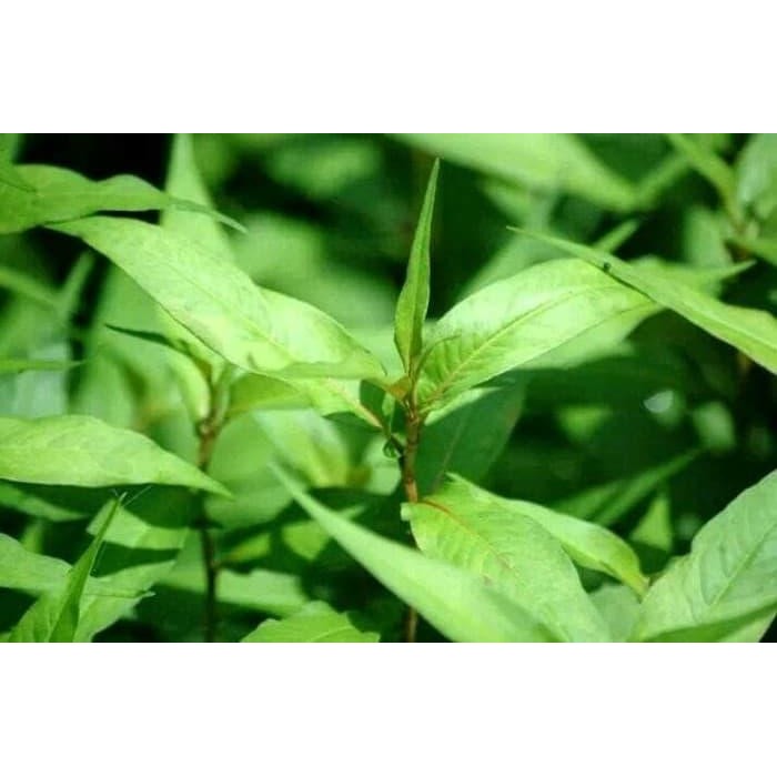 Bibit tanaman kesum / daun Laksa / Mint Vietnam