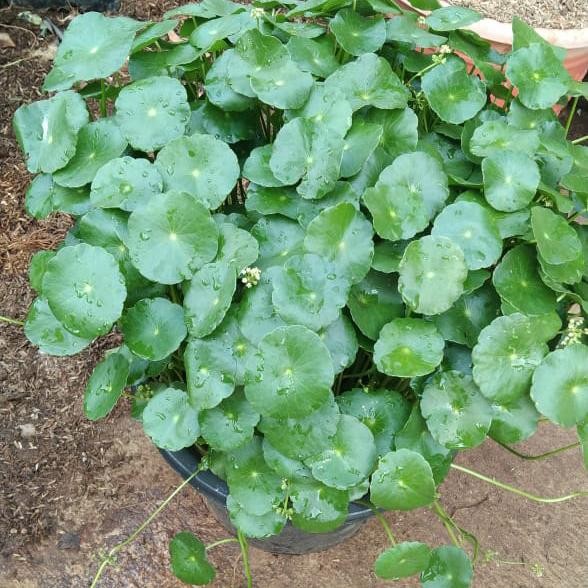 Terlaris- Tanaman Hias Air Pegagan/Antana/Pegagan Air