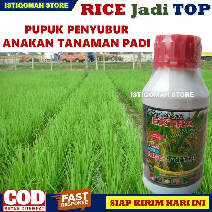 Gardening_Love Pupuk Penyubur Anakan Tanaman Padi Jadi Banyak Dan Subur Rice Jadi Top