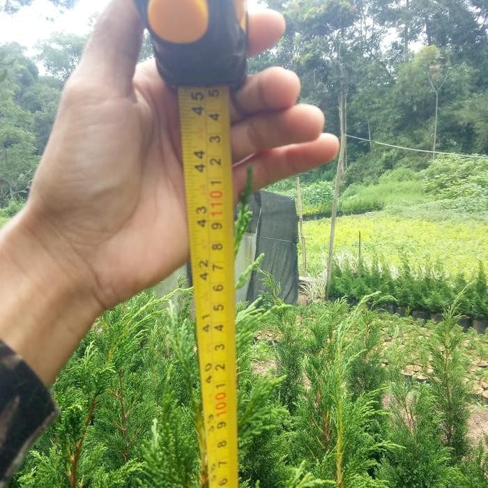 Gardening_Love Bibit Pohon Cemara Pua Pua Dewasa. 100Cm - 115Cm