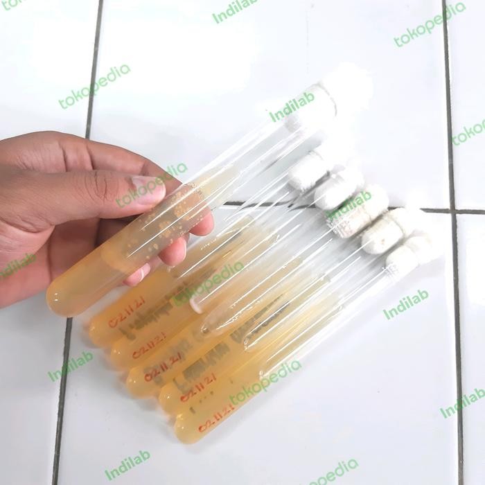 Ready Kultur Bakteri Pseudomonas sp.