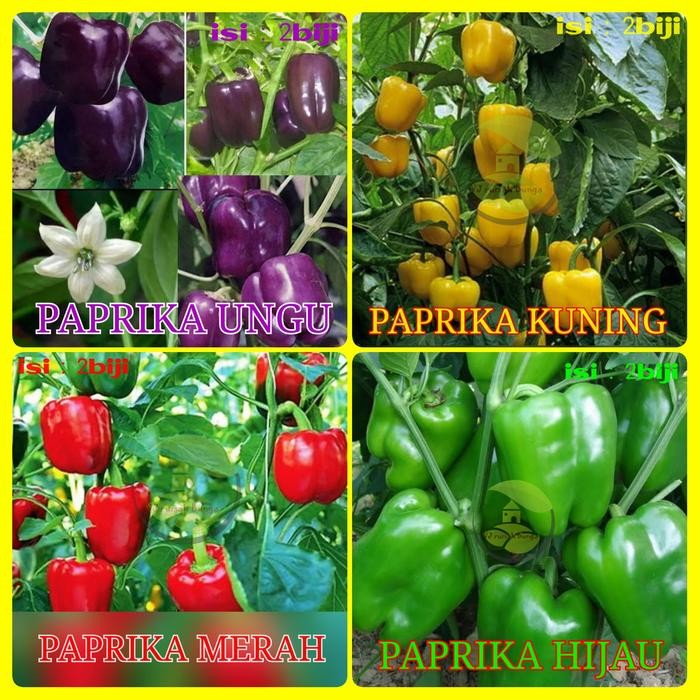 benih bibit paprika/benih cabe paprika *