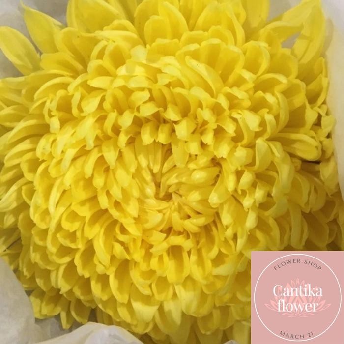 

Chrysanthemum 178 / Bunga Krisan 178 lokal - Putih dan kuning besar
