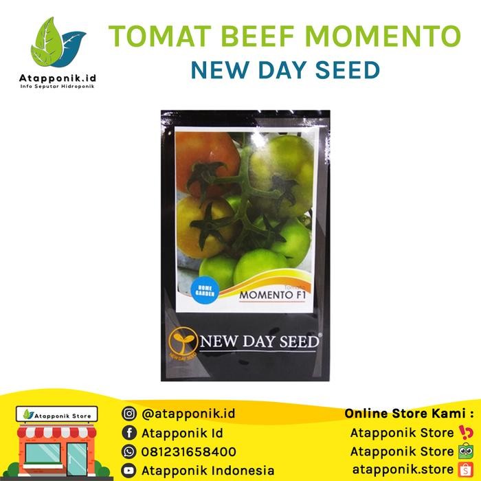 Benih Tomat Beef Momento