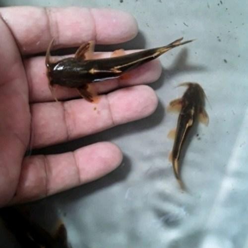 NEW ikan Kehkel pembersih sisa makanan lumut aquarium Aquascape size 4-6cm