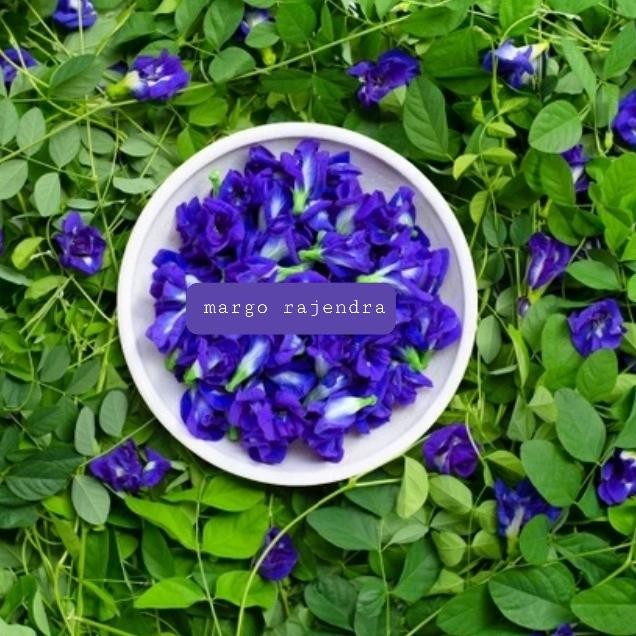 

Bunga Telang Kering 1Kg Teh Butterflypea Tea Bes Seller