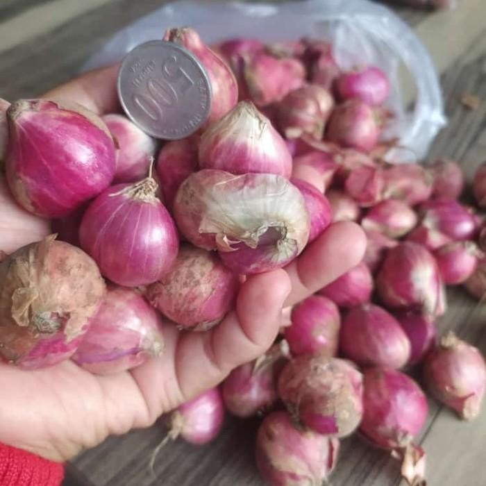 

TERLARIS Murah Bawang Merah Ukuran Sedang ( Tanggung ) Bonus Bibit Taan READY STOCK