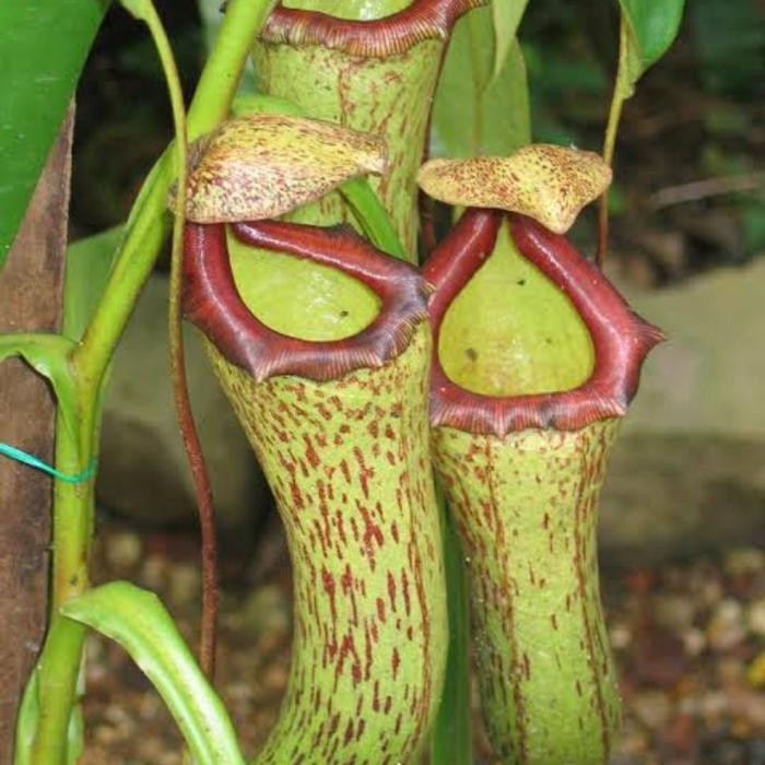 Terlaris Kantong Semar / Nepenthes Miranda Gb.