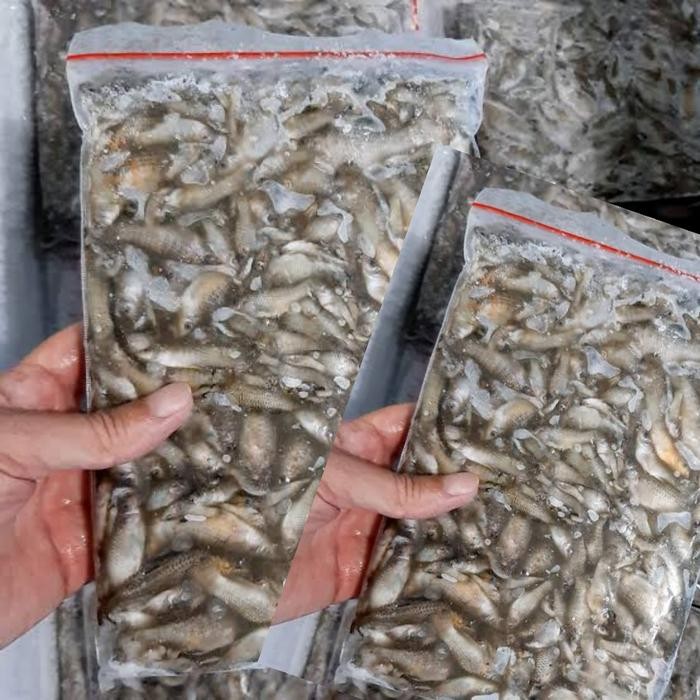 CERE LAUT BEKU / PAKAN IKAN PREDATOR IKAN CERE BEKU / IKAN CERE 1 KG