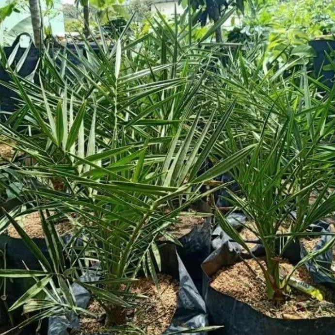 Terlaris Pohon Kurma Ajwa ( Bibit Pohon Kurma ) Umur 3 Tahun -Betina