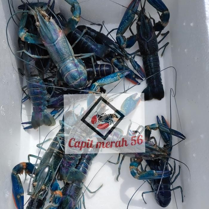 

paket indukan lobster air tawar 5 inch up