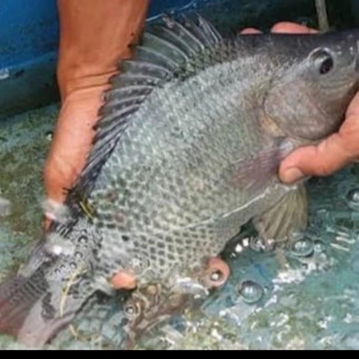 

ikan nila subang Besar 2 ekor hidup(1 - 1,5 ekor ) DIBERSIHKAN