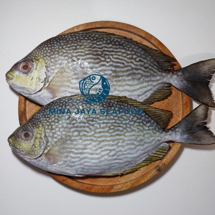 

ikan baronang tulis segar / ikan segar laut