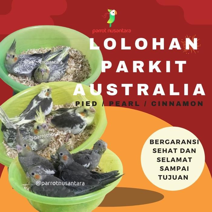 LOLOHAN PARKIT AUSTRALIA FALK COCKATIEL ANAKAN