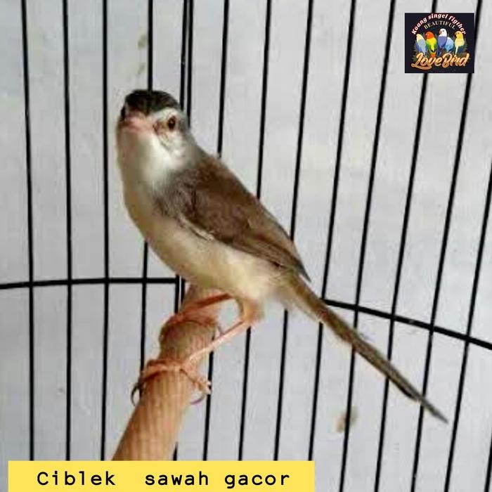 Burung ciblek sawah gacor jadi
