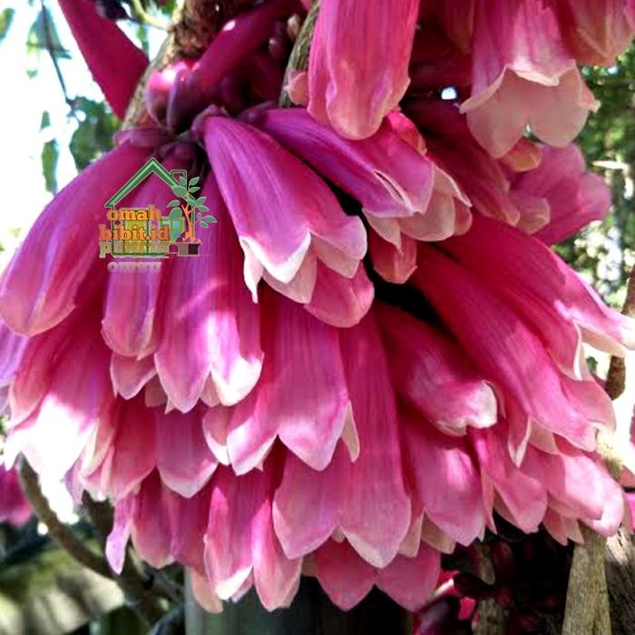 Tanaman Tecomanthe Dendrophila (New Guinea Trumpet Vine)