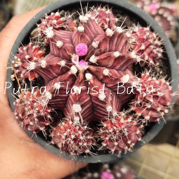 Bibit Tanaman Hias Kaktus Gymno Ungu Ownroot