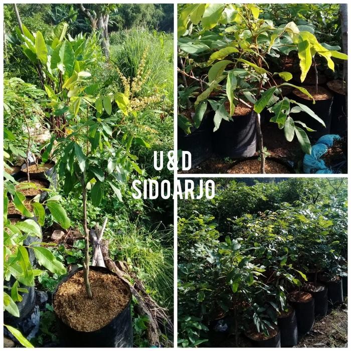 bibit cangkok kelengkeng puangray thailand