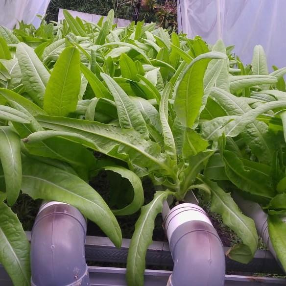 (Allthebest) Siomak segar Hidroponik,selada wangi, alt pakan kura darat terbaik