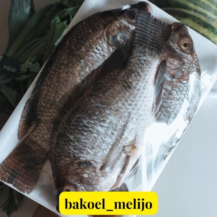 

(Allthebest) Ikan Mujaer/ Mujair/ Segar