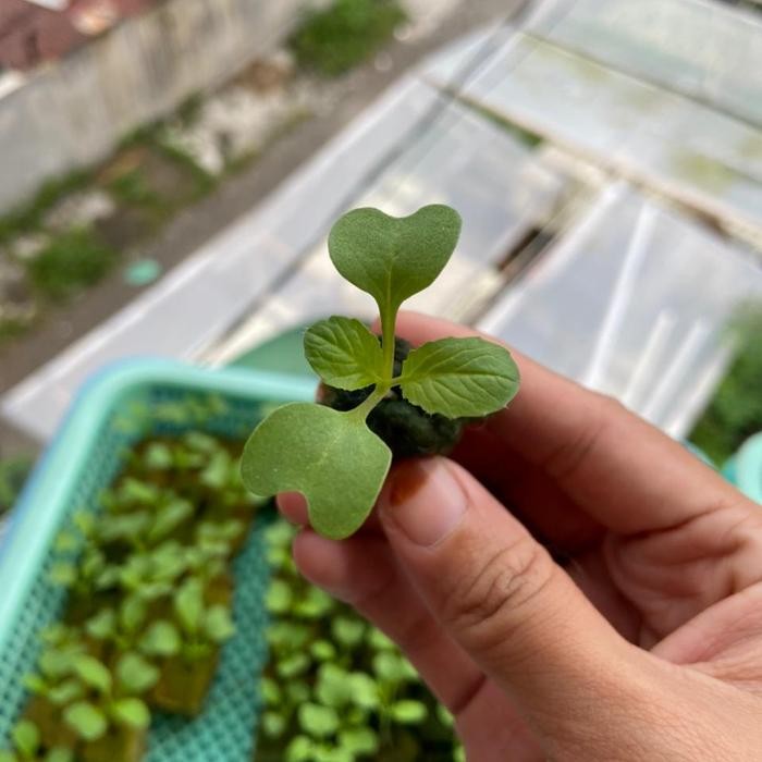 Bibit Sayur Hidroponik Siap Tanam (gojek/ grab only)