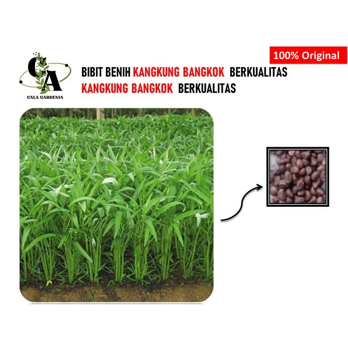KANGKUNG BANGKOK SUPER 100 BIJI BENIH BIBIT KANGKUNG SUPER HIDROPONIK BERKUALITAS KANGKUNG SAYUR