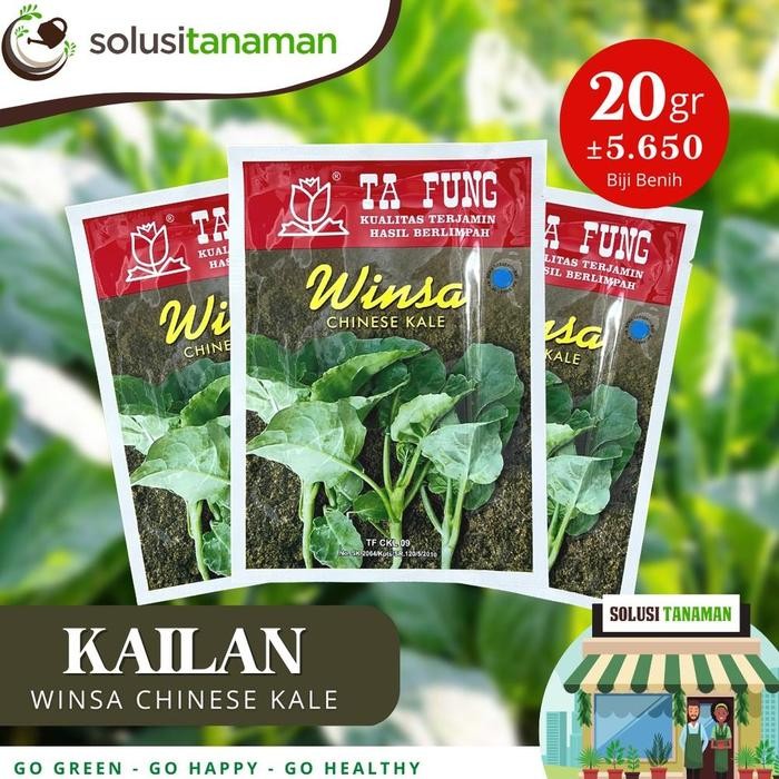 Benih Kailan Chinese Kale Winsa Sharp Leaf 20gr (5.650 Biji) Bibit Kailan Winsa Benih Kailan Ta Fung