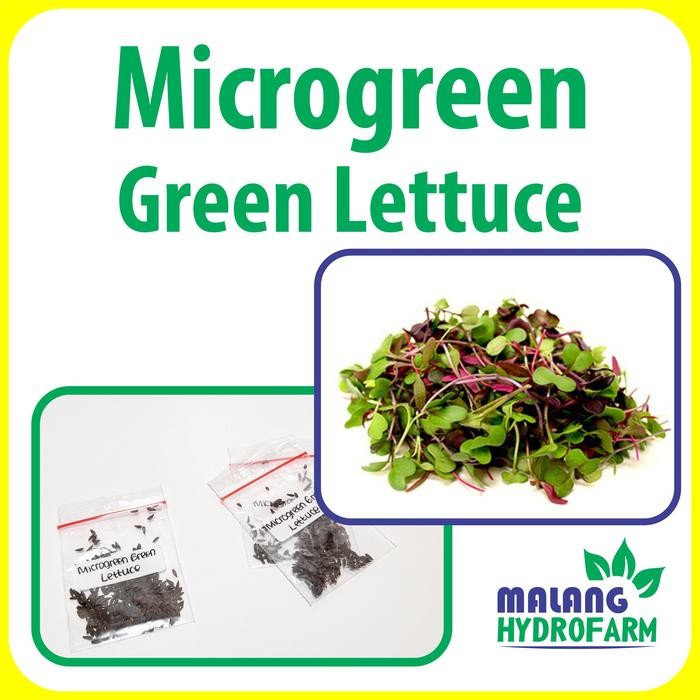 Benih Microgreen Green Lettuce Selada Hijau Unggulan berkualitas caisim bayi biji bibit hydroponik