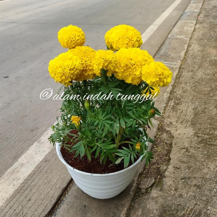 Tanaman Bunga Marigold Rimbun + Pot Putih