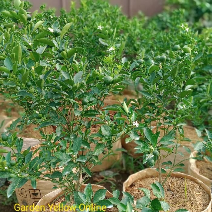 Tanaman Siap Tanam Jeruk Sonkit / Pontianak / Kasturi Besar