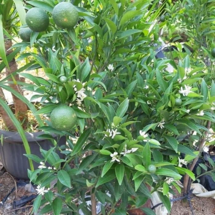 Tanaman Buah Jeruk Santang Madu Hijau Besar Sudah Ada Buahnya