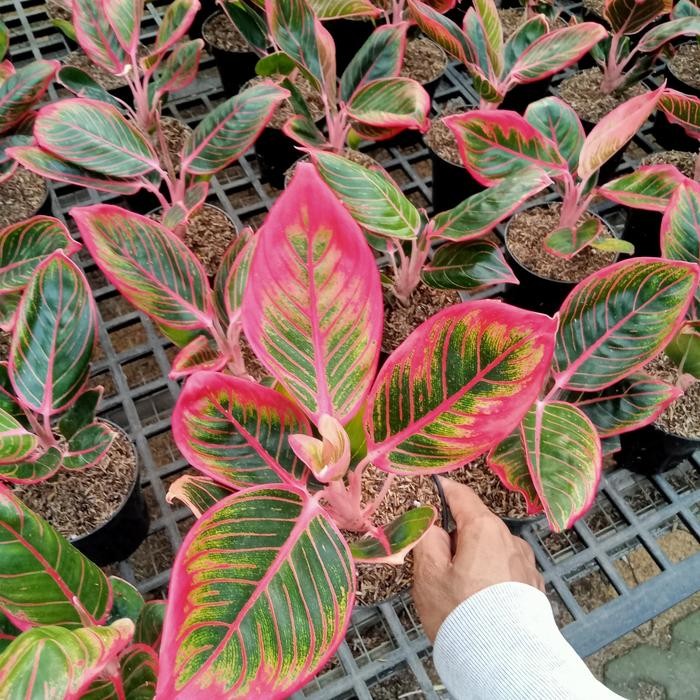 Aglonema Kanza Remaja Daun 7-8