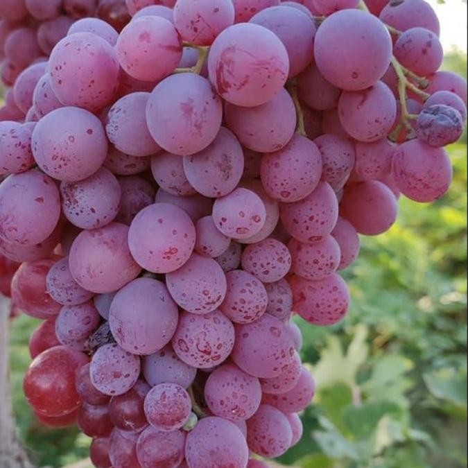 Booster GA3 Tanaman Anggur, PUPUK Booster Khusus Anggur Cepat Berbuah