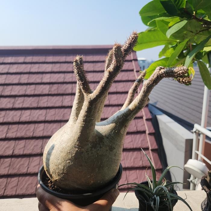 Pachypodium Gracilius Specimen Besar Large