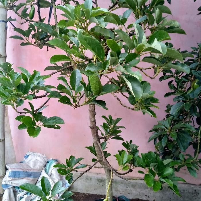 bibit tanaman alpukat kelud/subang batang jumbo