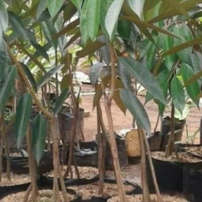 bibit durian musangking kaki 3. tinggi 1 M