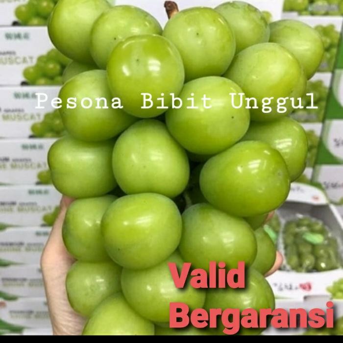 Bibit Anggur Varietas Shine Muscat Grafting
